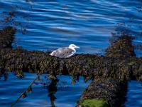 Möwe auf mit Seetang bedecktem Holzgerüst - Douro Marina Porto
